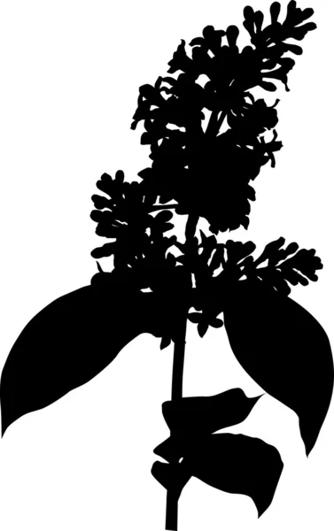 ライラック色の花のシルエット — ストックベクタ