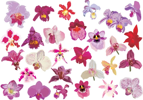 Negenentwintig rode orchideeën — Stockvector