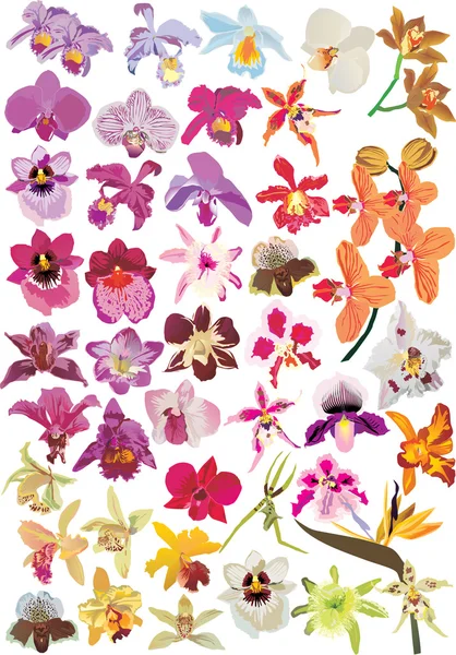 Large orchid collection — Stock Vector