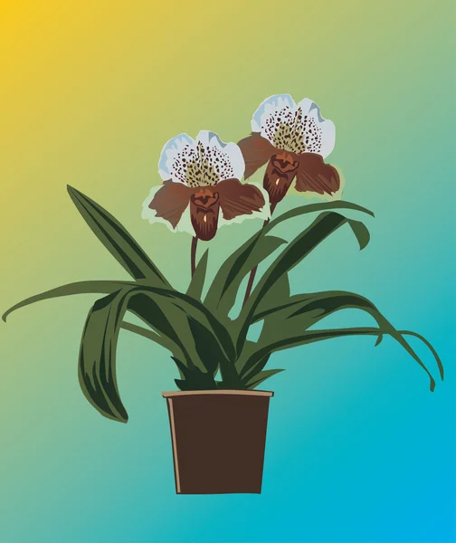 Orchideebloem in bloempot — Stockvector