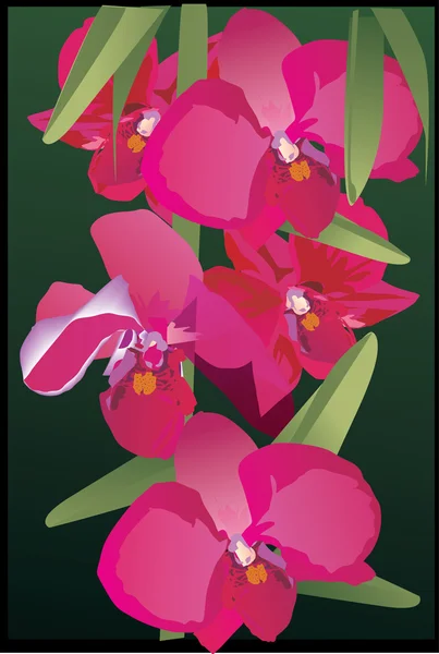 Vijf rode orchideebloemen — Stockvector