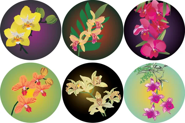 Orkide dalları koleksiyonu — Stok Vektör