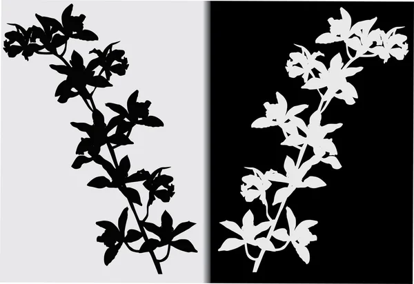 Два силуэта орхидей ветви — стоковый вектор