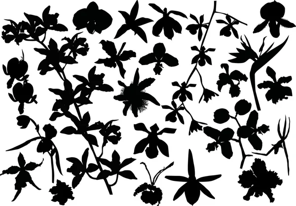 Grote orchid silhouetten set — Stockvector