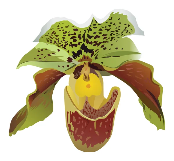 Ilustración verde y roja de la orquídea — Archivo Imágenes Vectoriales