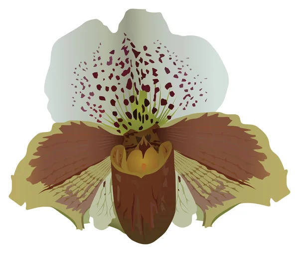 Witte en bruine orchideebloem — Stockvector