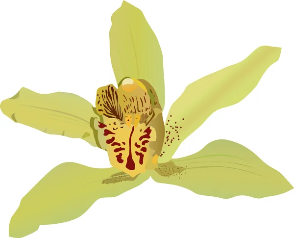 Sárga, orchidea illusztráció — Stock Vector