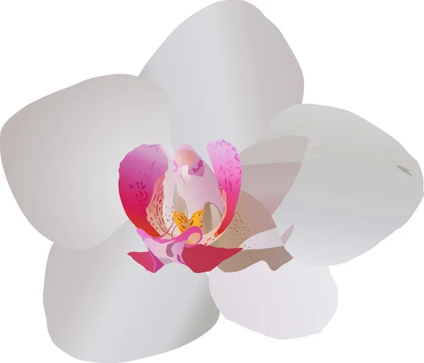 Beyaz ve Mor Orkide Çiçeği — Stok Vektör