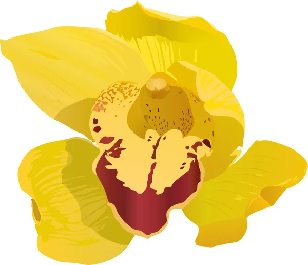 Ljusa gula orkidé — Stock vektor