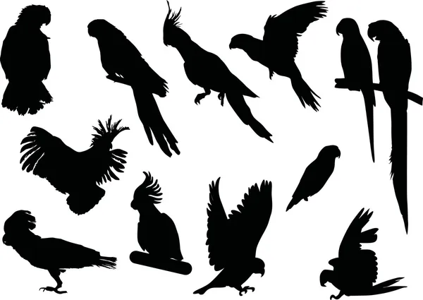 Black parrot collection — Stock Vector