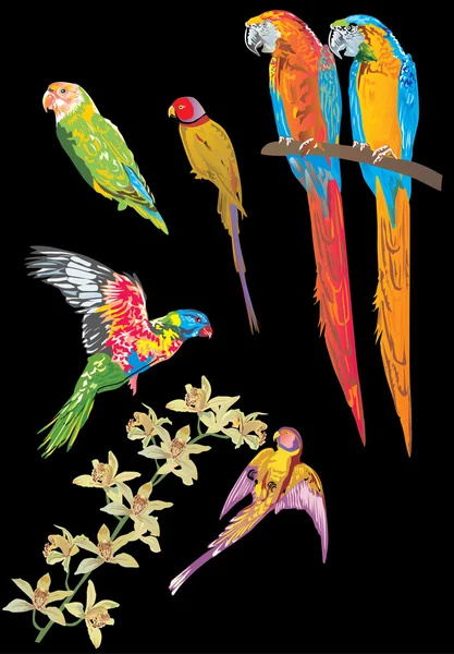 Коллекция попугаев на черном — стоковый вектор