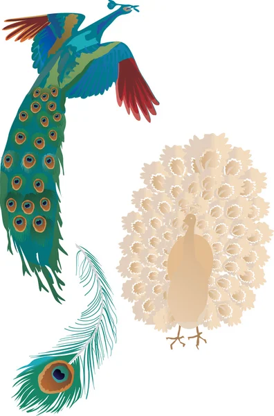 两个孔雀和羽毛 — 图库矢量图片
