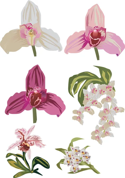 Işık orkide koleksiyonu — Stok Vektör