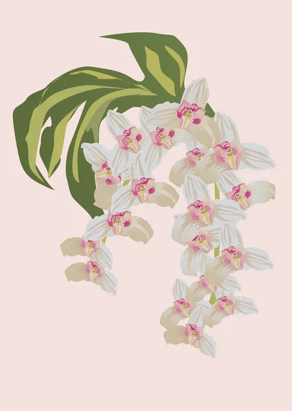 Bílá a růžová orchidej větev — Stockový vektor