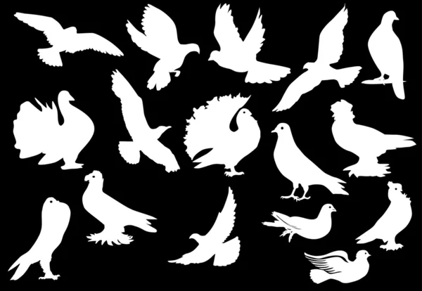 Colección de palomas aisladas en negro — Vector de stock