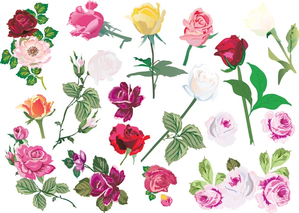 Велика кольорова колекція троянд — стоковий вектор