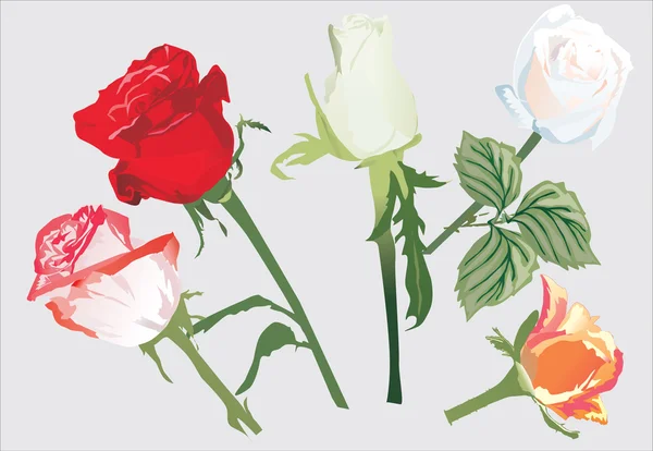 Cinco flores de rosa ilustração —  Vetores de Stock