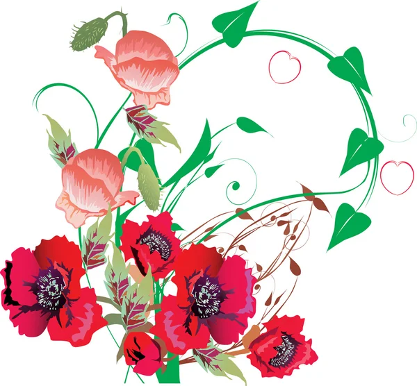 Rode papaver bloemen krullen op wit — Stockvector