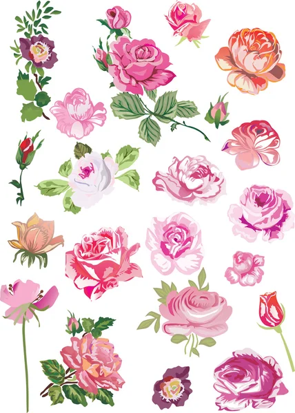Twenty one pink roses — Stock Vector