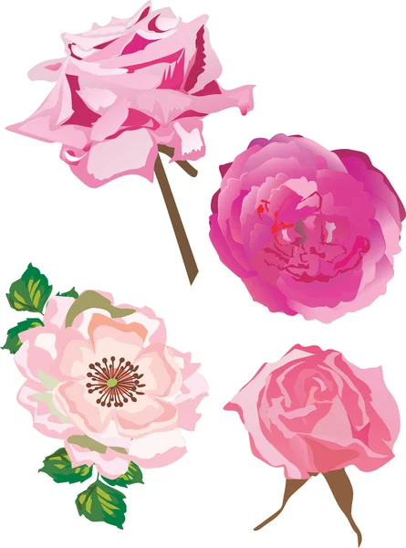 Illustration with four pink roses — Stock Vector