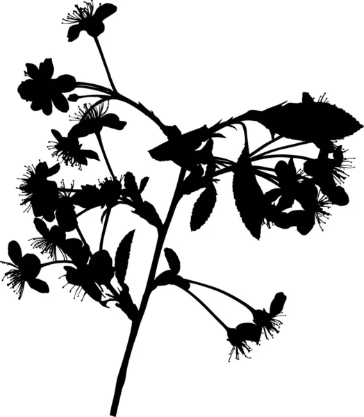 Silhouette de branche de cerisier — Image vectorielle