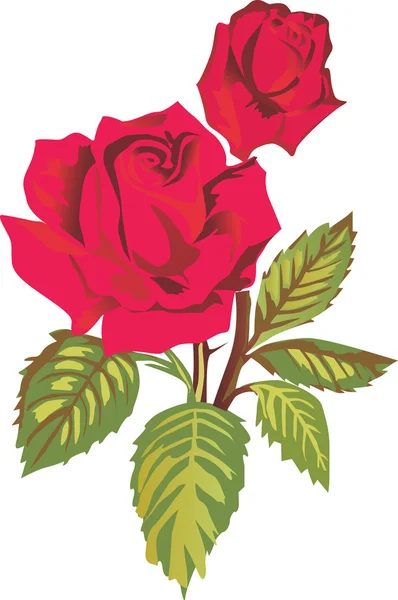 Bright red rose isolated on white — Stock Vector