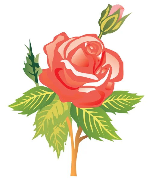 Rose orange simple sur blanc — Image vectorielle