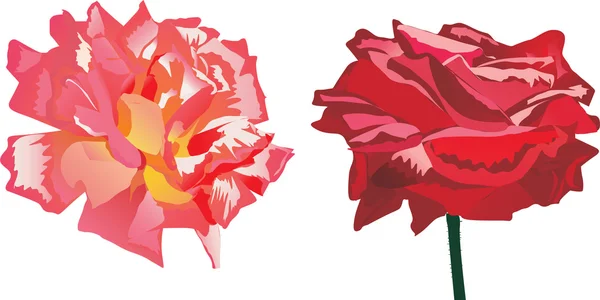 Due rose rosse — Vettoriale Stock
