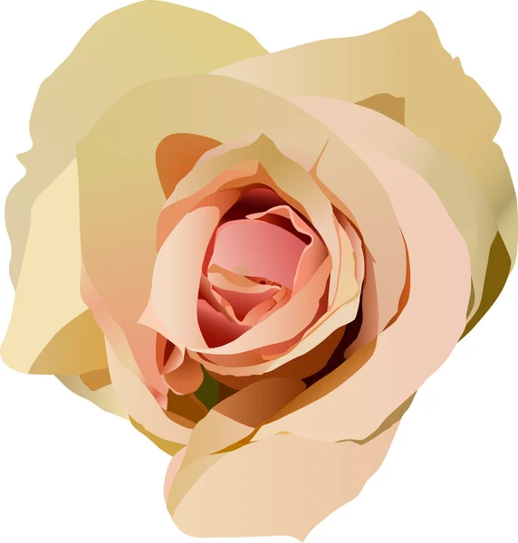 Light pink rose illustration — Stock Vector