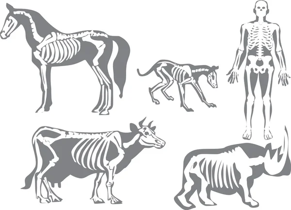 Skelette von Menschen und Tieren — Stockvektor