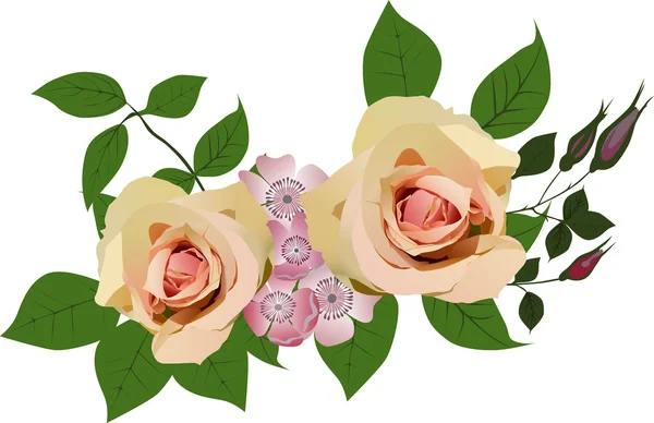 Two light roses decoration on white — Stock Vector