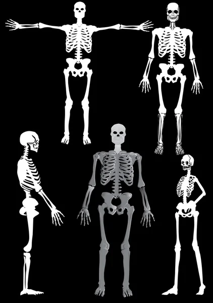 Esqueletos humanos em preto —  Vetores de Stock