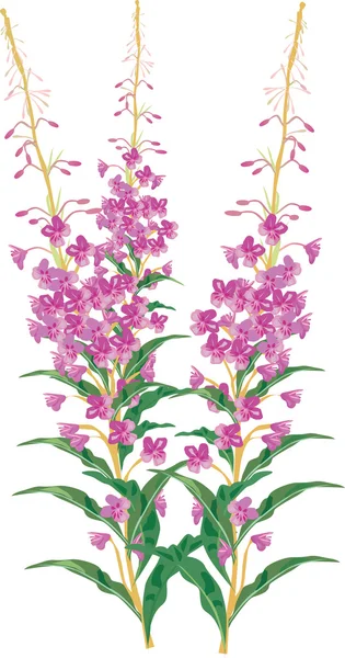 孤立的野生粉红色花朵图 — 图库矢量图片