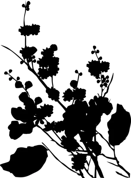Cherry tree flowers silhouette — Stock Vector