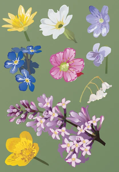 春の野生の花のセット — ストックベクタ