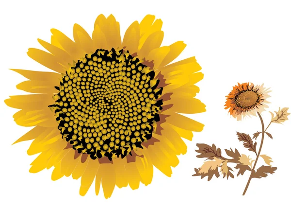 Ilustrasi bunga matahari pada warna putih - Stok Vektor