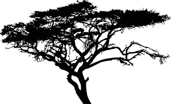 Ova ağaç — Stok Vektör