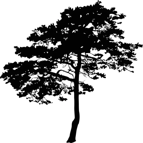Single black pine tree — Stock Vector