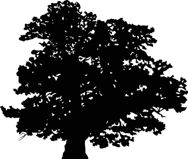 Oak silhouette — Stock Vector