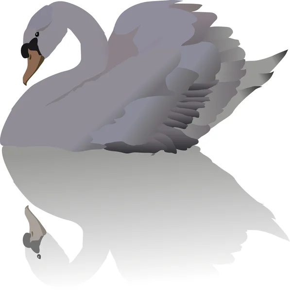 白色天鹅和反射 — 图库矢量图片