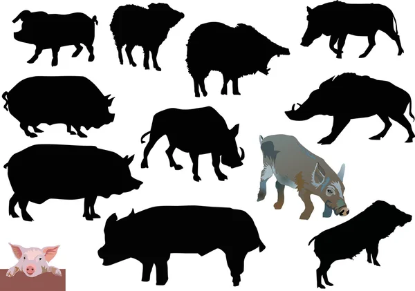 Ensemble de porcs — Image vectorielle