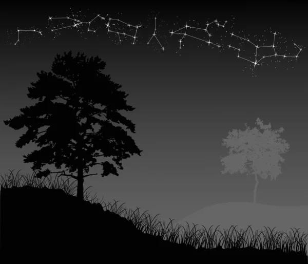 stock vector night trees and constellations