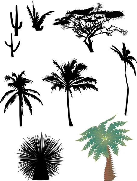 Kaktüs ve palm silhouettes — Stok Vektör