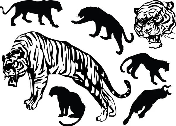 Collection of tigers — Stock Vector