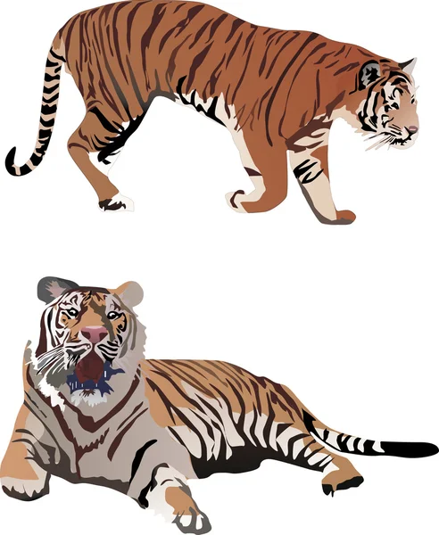 Illustration de deux tigres — Image vectorielle