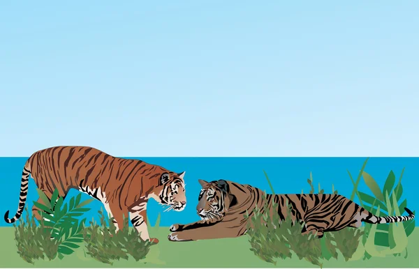 Deux tigres dans l'herbe — Image vectorielle