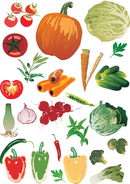 Conjunto de verduras maduras — Vector de stock