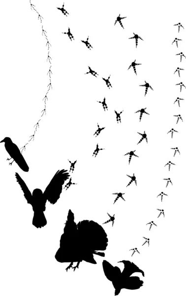 Oiseaux noirs et pistes — Image vectorielle