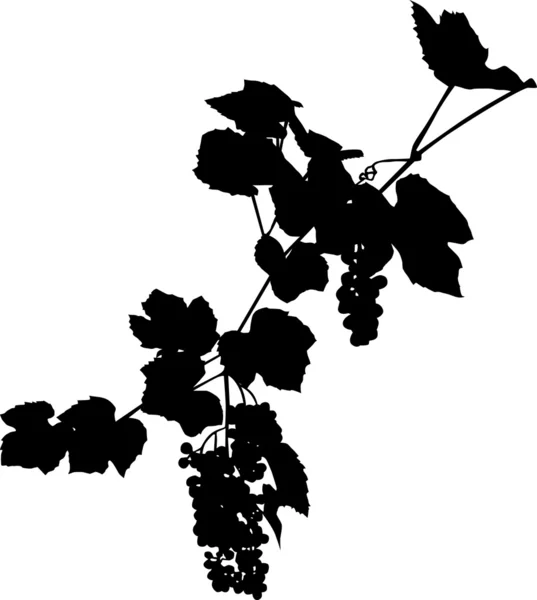 Dos racimos de uvas — Archivo Imágenes Vectoriales