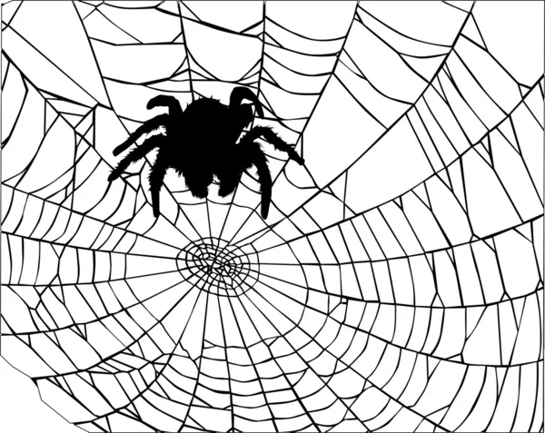 Ilustracja z pająk na www — Wektor stockowy